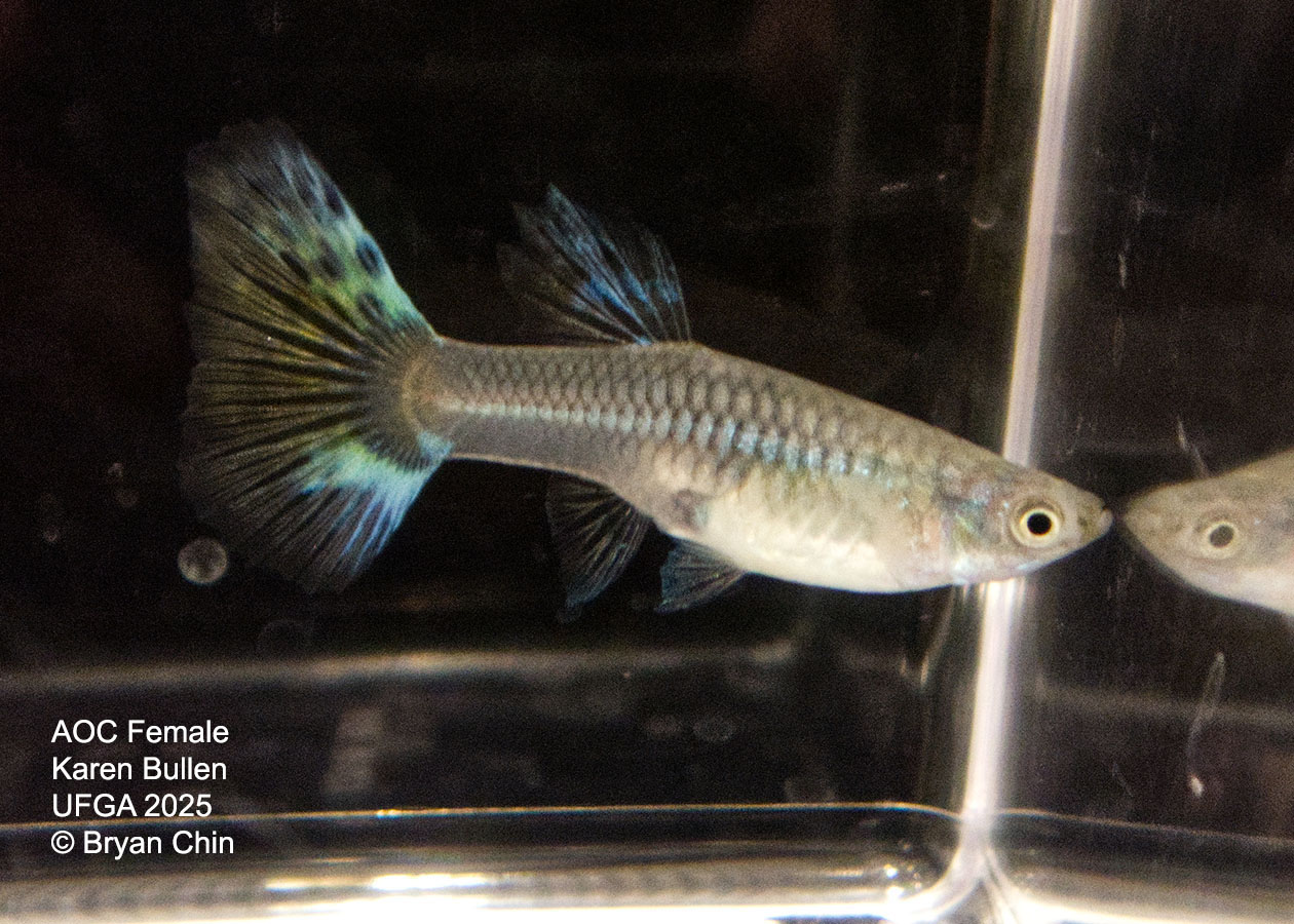 Guppy Female  Green Variegated